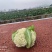 精品有机花菜青梗自己基地500亩