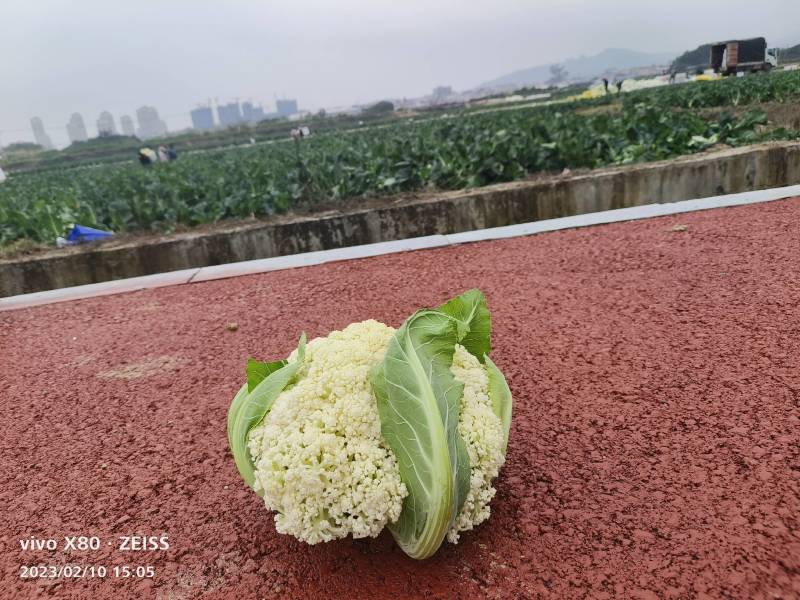 精品有机花菜青梗自己基地500亩