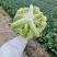精品有机花菜青梗自己基地500亩