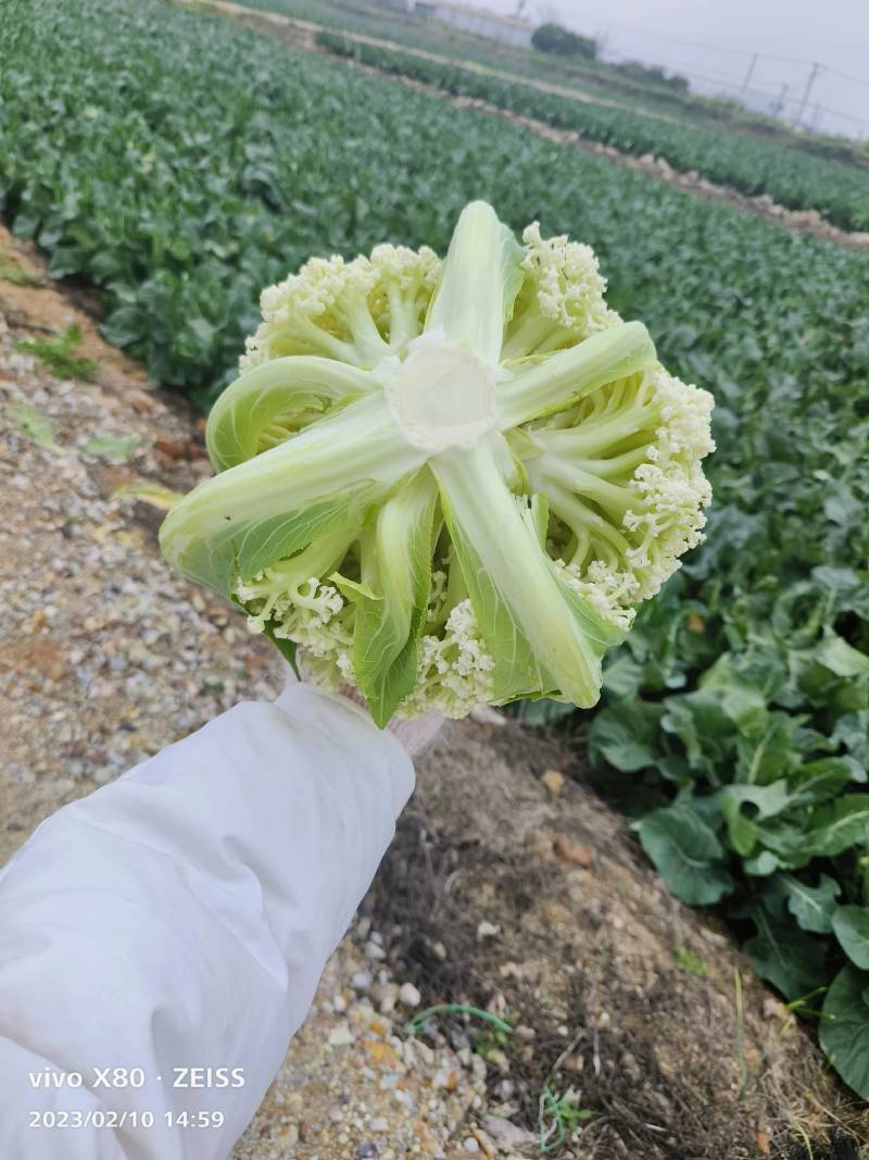 精品有机花菜青梗自己基地500亩