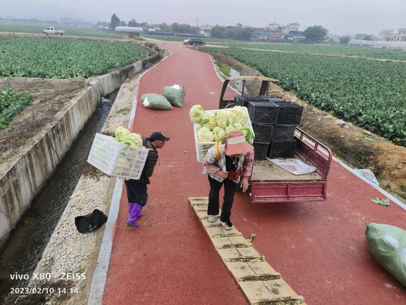 精品有机花菜青梗自己基地500亩
