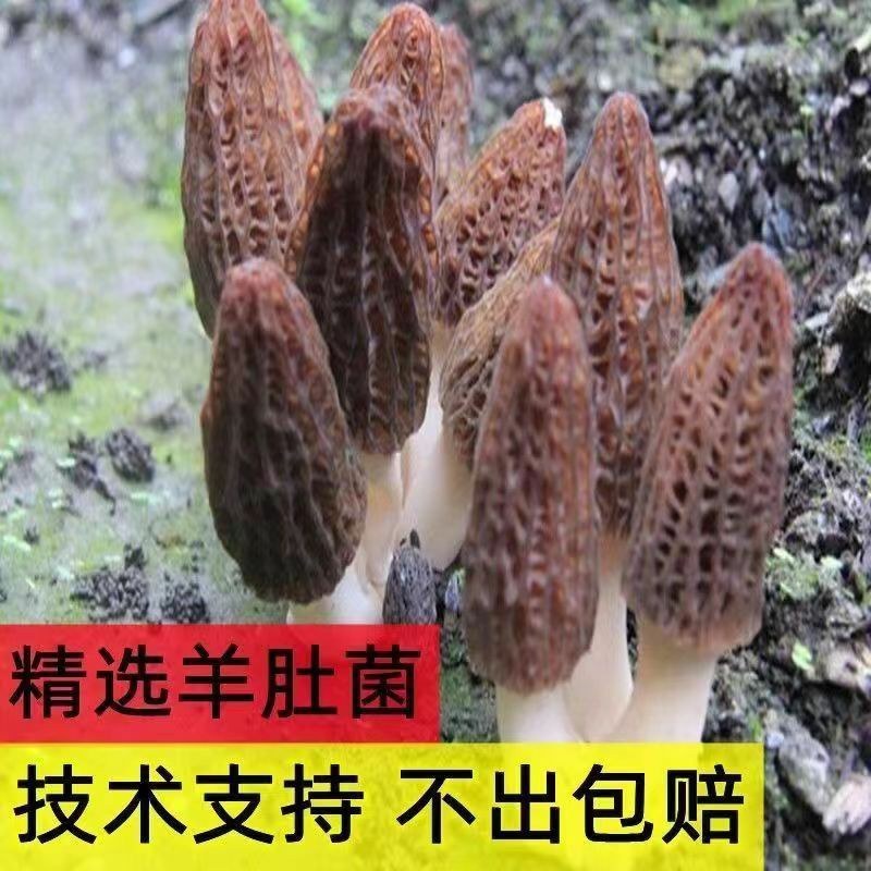 羊肚菌种包出菇高产母种菌种食用菌阳台盆栽四季可种羊肚菌包