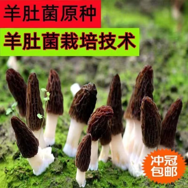 羊肚菌种包出菇高产母种菌种食用菌阳台盆栽四季可种羊肚菌包