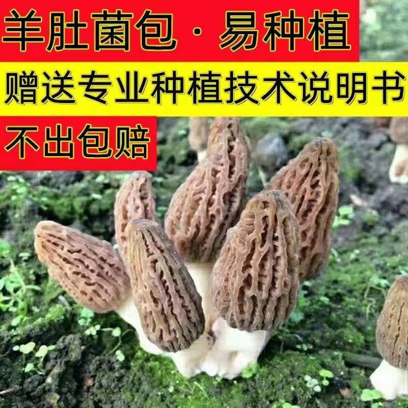 羊肚菌种包出菇高产母种菌种食用菌阳台盆栽四季可种羊肚菌包
