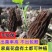 羊肚菌种包出菇高产母种菌种食用菌阳台盆栽四季可种羊肚菌包