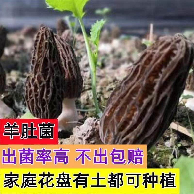 羊肚菌种包出菇高产母种菌种食用菌阳台盆栽四季可种羊肚菌包
