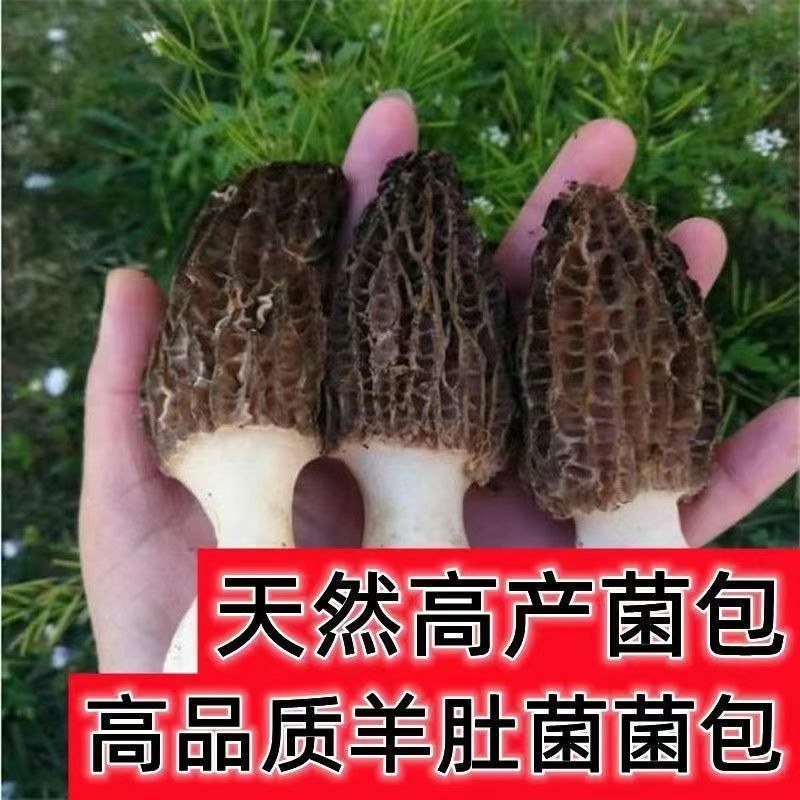 羊肚菌种包出菇高产母种菌种食用菌阳台盆栽四季可种羊肚菌包