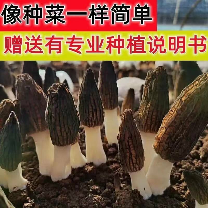 羊肚菌种包出菇高产母种菌种食用菌阳台盆栽四季可种羊肚菌包