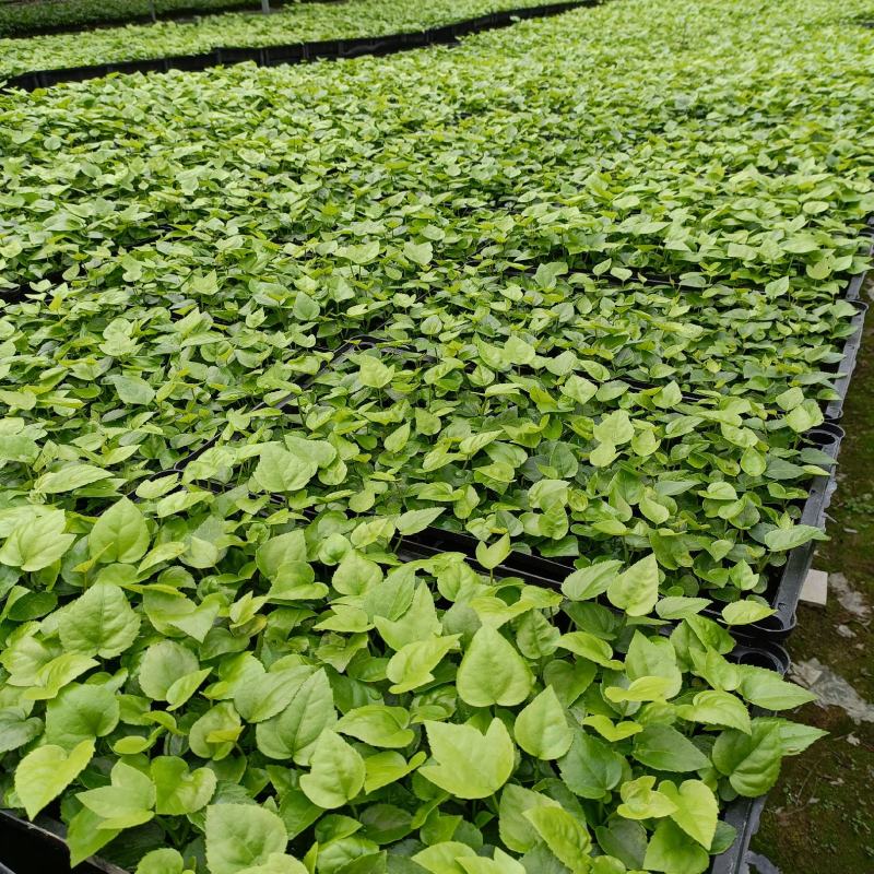 八角金盘苗庭院观叶绿植耐阴净化空气美观好养