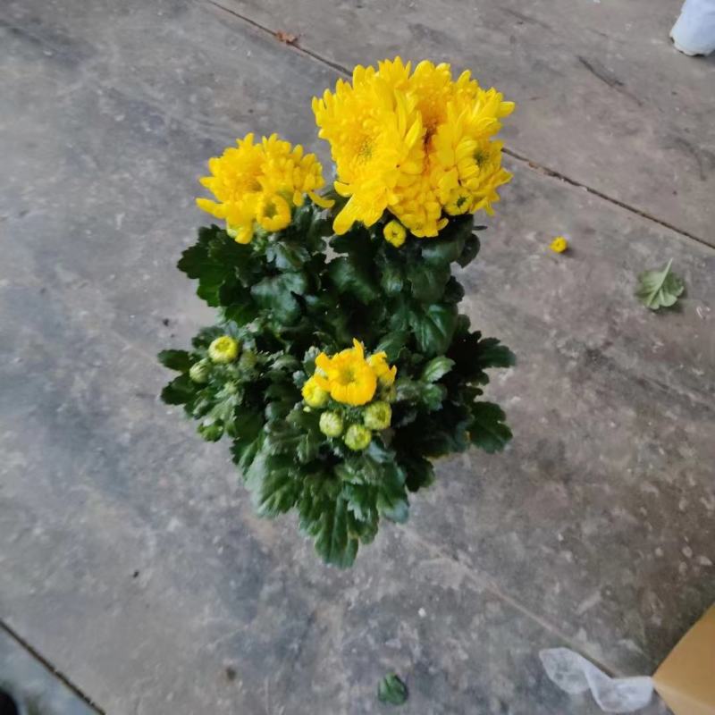清明节专用黄白菊带手提袋一箱20盆现货实拍基地直发大量