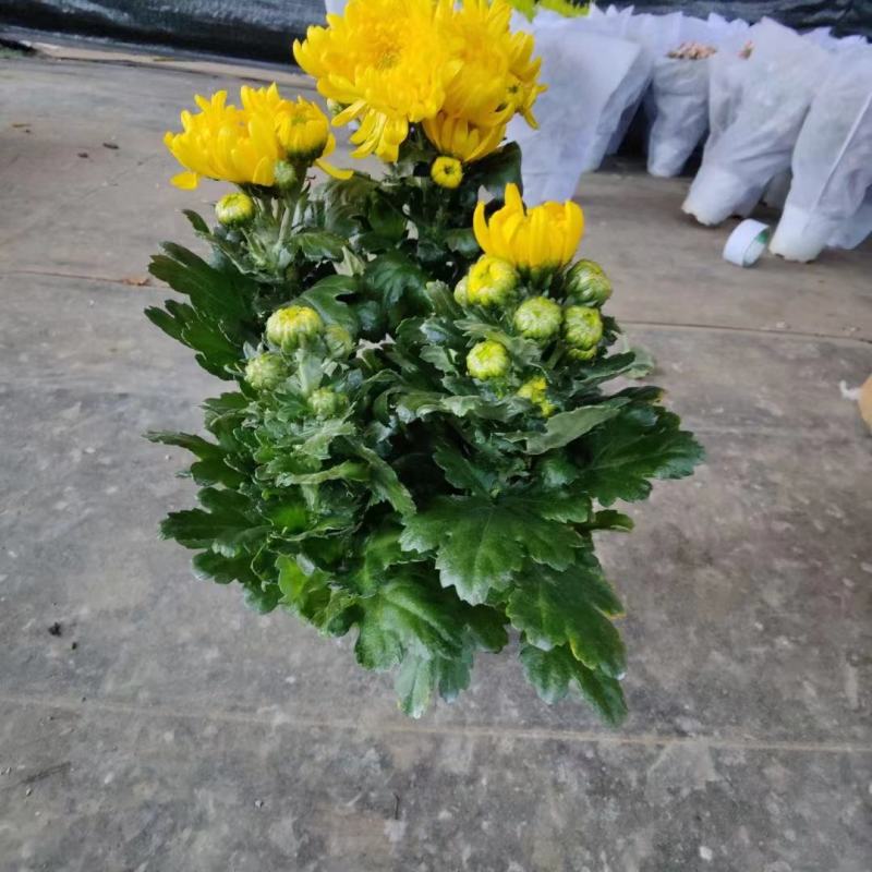 清明节专用黄白菊带手提袋一箱20盆现货实拍基地直发大量