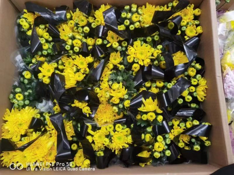 清明节专用黄白菊带手提袋一箱20盆现货实拍基地直发大量