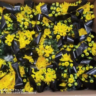 清明节专用黄白菊带手提袋一箱20盆现货实拍基地直发大量