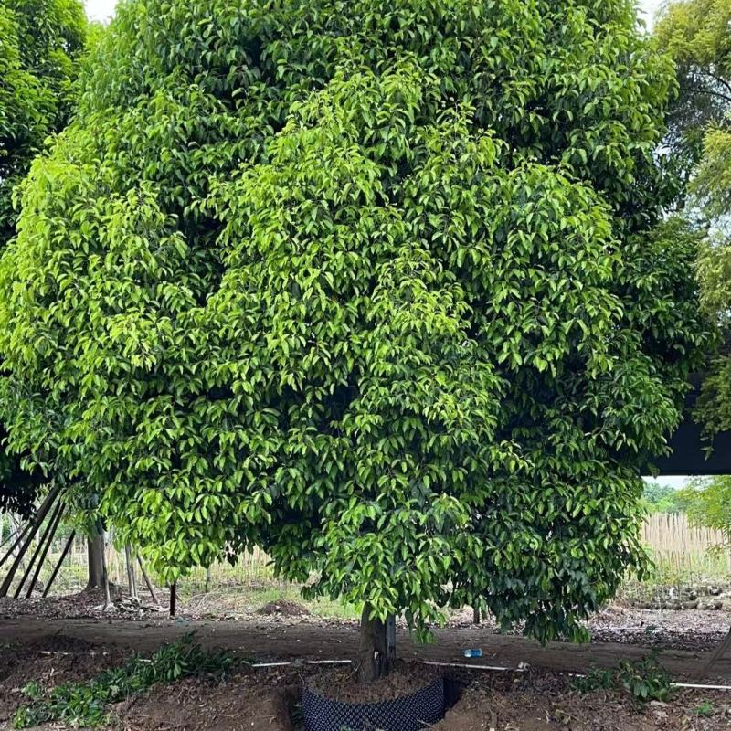 2302基地供应单杆伊朗紫硬胶香榄牛乳树