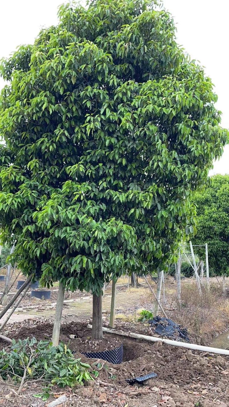 2302基地供应单杆伊朗紫硬胶香榄牛乳树