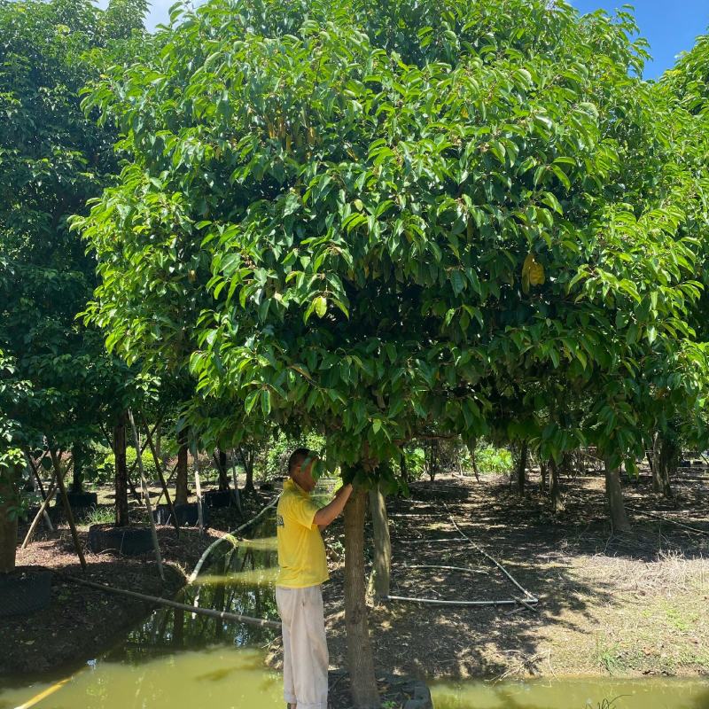 2302基地供应单杆伊朗紫硬胶香榄牛乳树