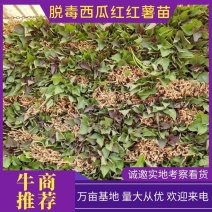 优质原种脱毒西瓜红红薯苗，软糯香甜产量高基地直发量大从优