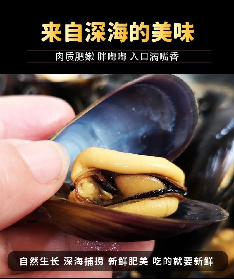 当天捕捞鲜活海虹青口贝小淡菜海鲜水产批发
