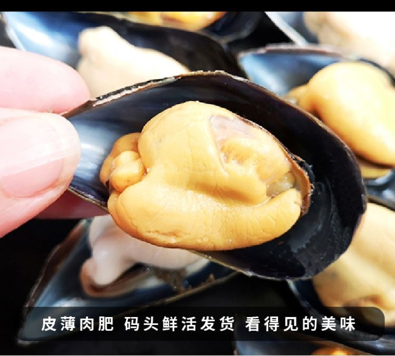 当天捕捞鲜活海虹青口贝小淡菜海鲜水产批发