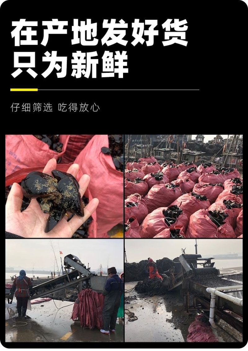 当天捕捞鲜活海虹青口贝小淡菜海鲜水产批发