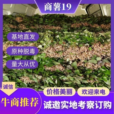 河南原种脱毒商薯19红薯苗产量高出粉高凉晒苗保成活