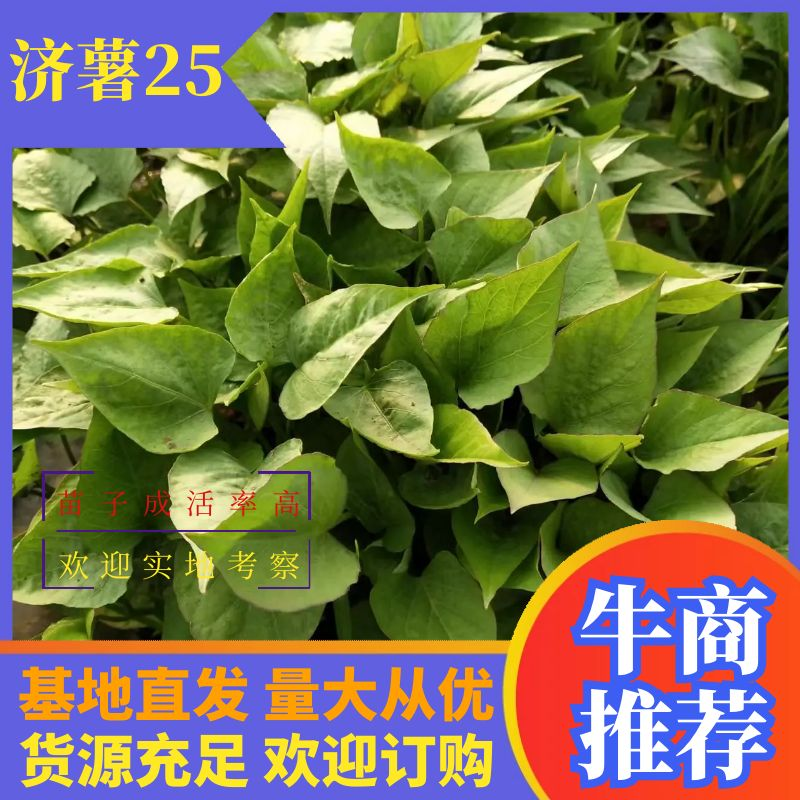 【推荐]原种脱毒济薯25红薯苗，凉晒苗成活率高25-35