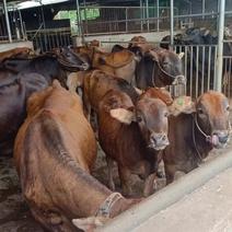 黄牛黑牛黄牛吃草散养放养生态环境黄牛犊养殖