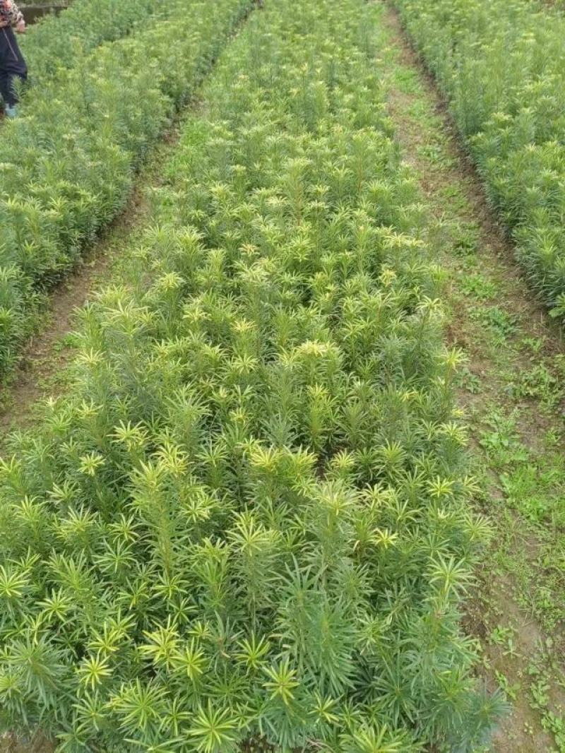 罗汉松罗汉松小苗0.5~1米自产自销，包邮