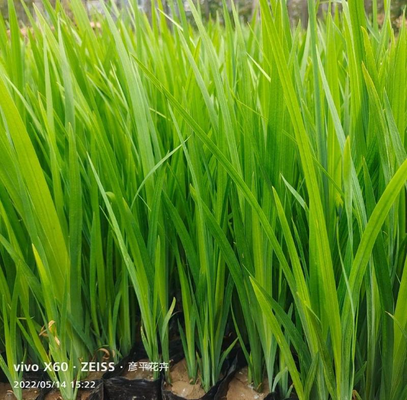 水生鸢尾黄菖蒲基地大量供应诚信经营量大价优