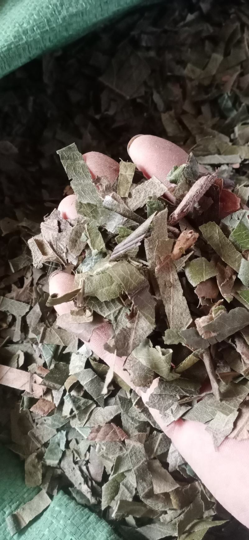 【枇杷叶】产地一手货源大货供应规格齐全量大优惠。