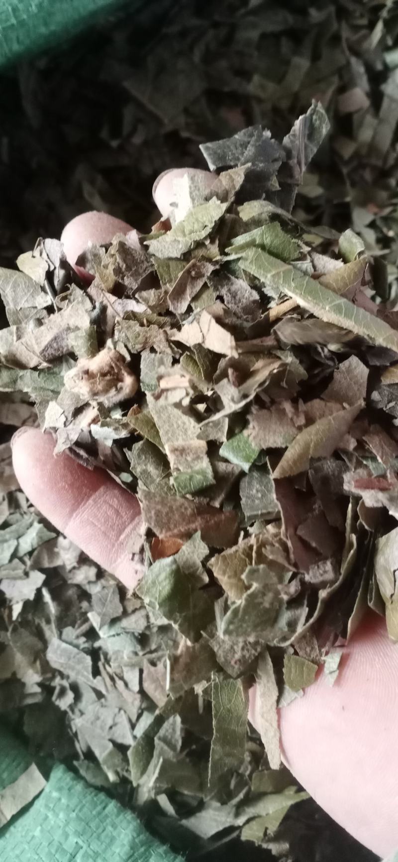 【枇杷叶】产地一手货源大货供应规格齐全量大优惠。