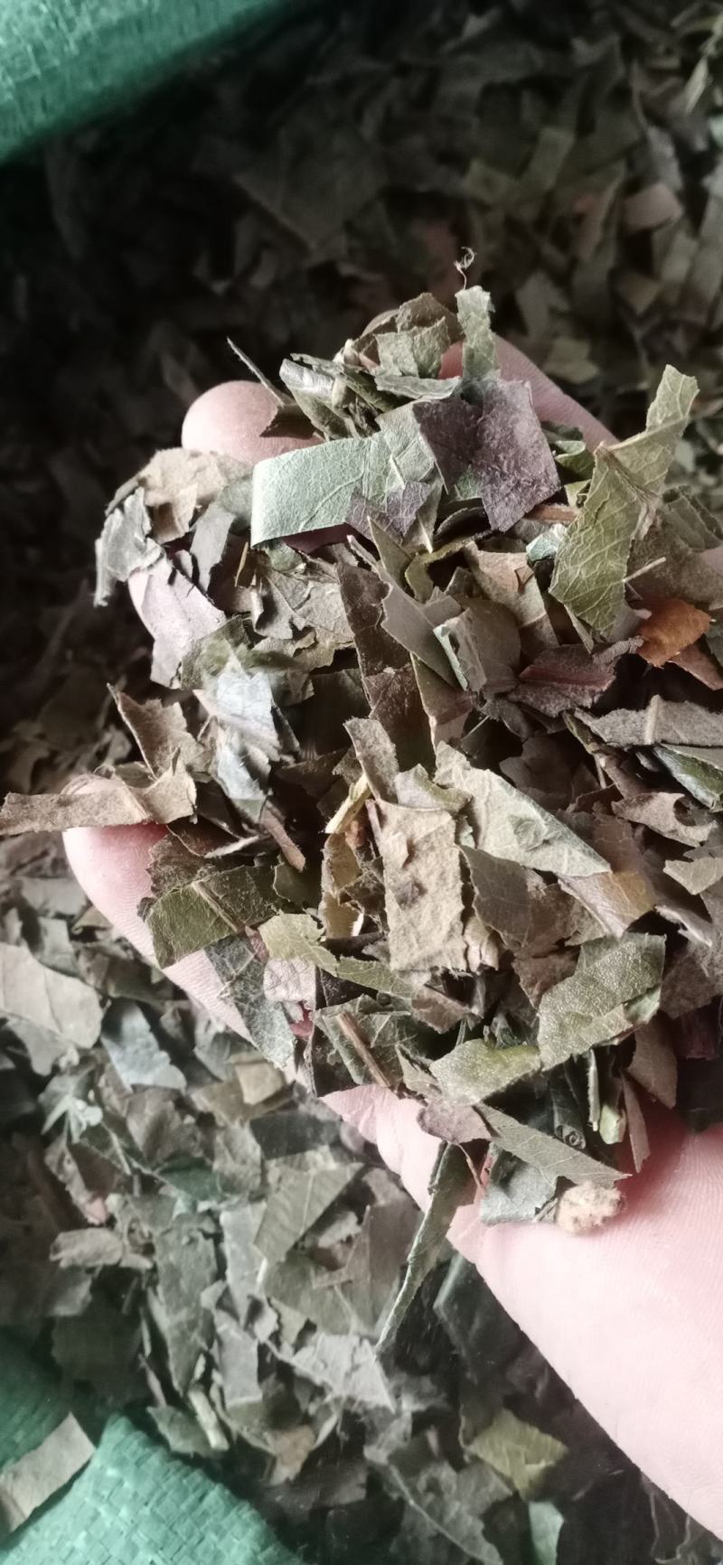 【枇杷叶】产地一手货源大货供应规格齐全量大优惠。