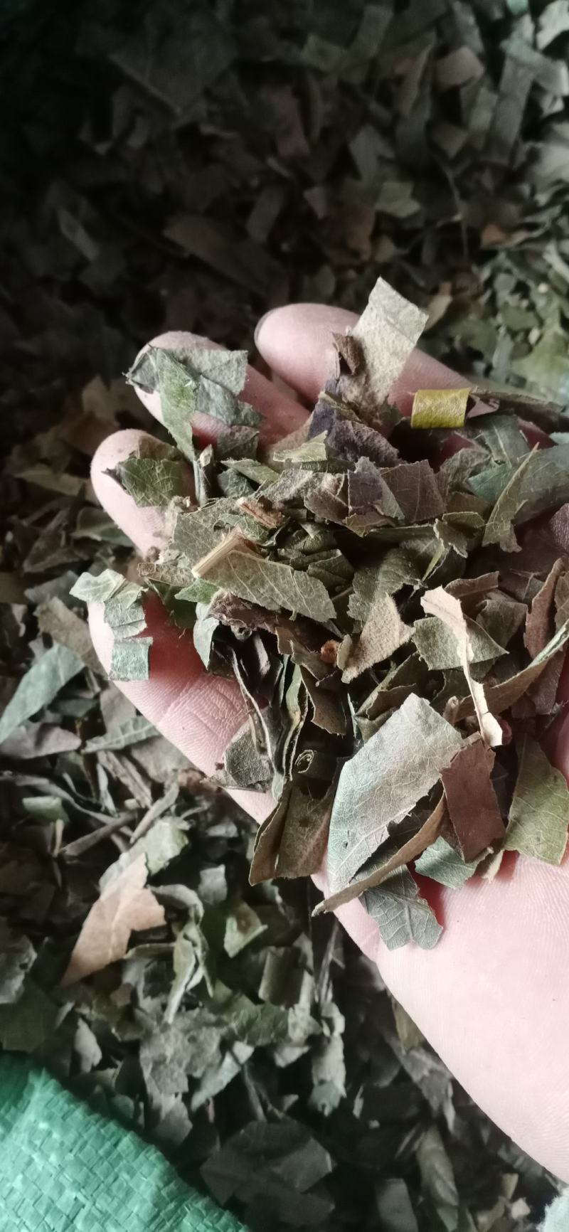 【枇杷叶】产地一手货源大货供应规格齐全量大优惠。