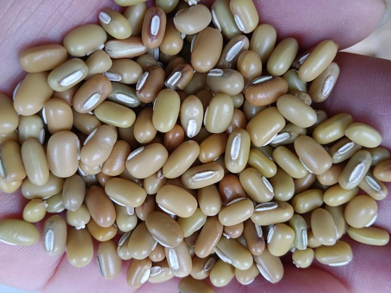 海华农产品青竹豆