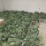 精品耐寒西兰花现货供应需要的老板请与我联系