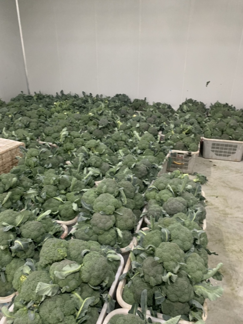 精品耐寒西兰花现货供应需要的老板请与我联系