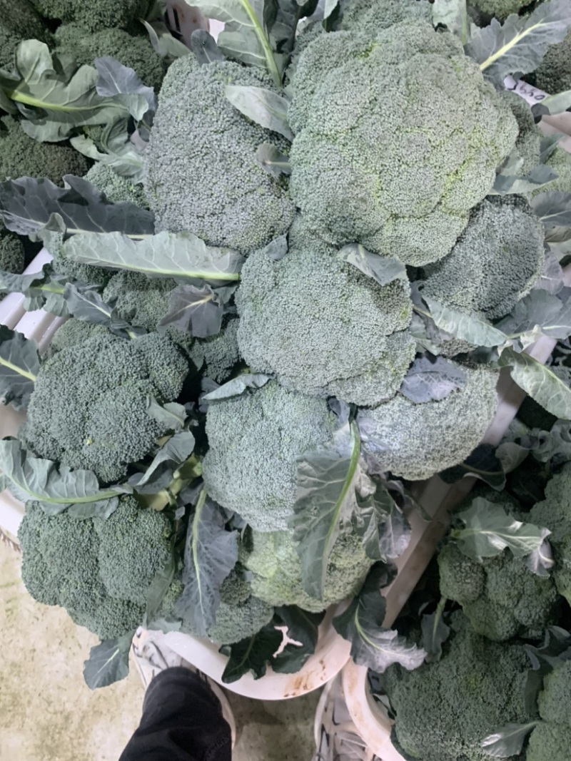精品耐寒西兰花现货供应需要的老板请与我联系