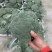 精品耐寒西兰花现货供应需要的老板请与我联系