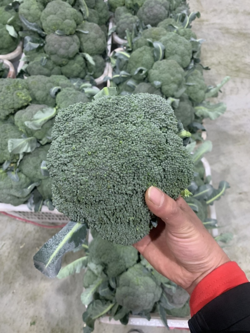 精品耐寒西兰花现货供应需要的老板请与我联系