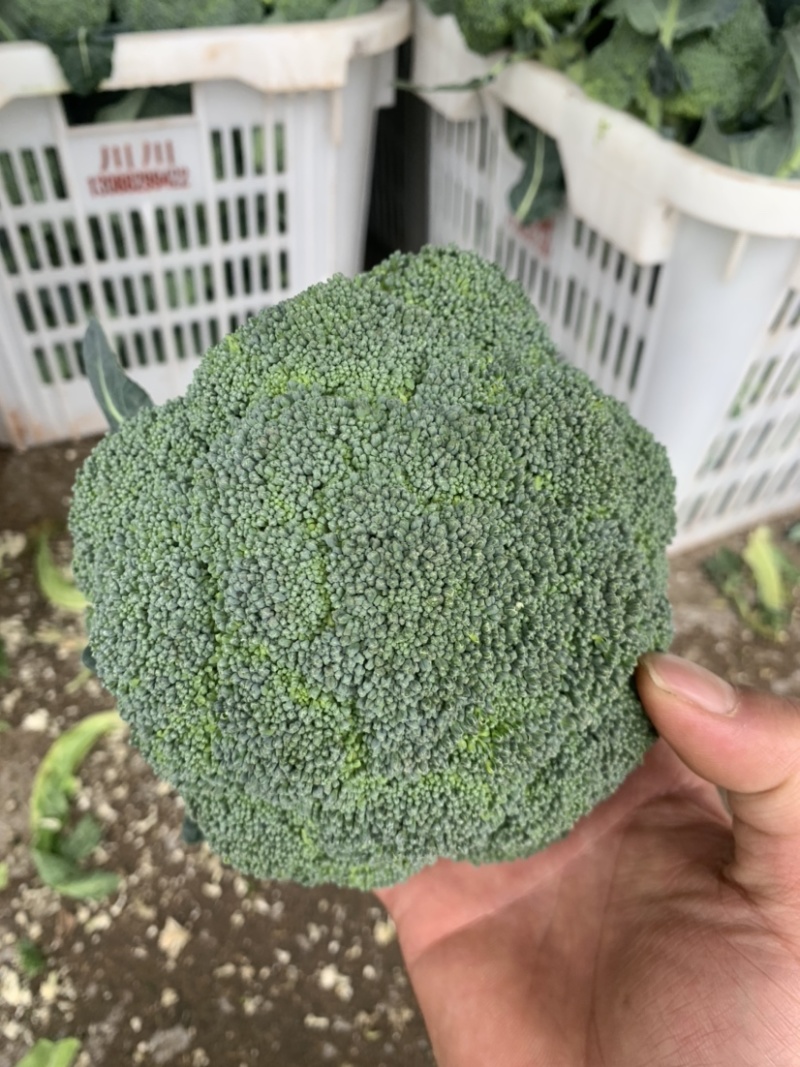 精品耐寒西兰花现货供应需要的老板请与我联系