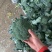精品耐寒西兰花现货供应需要的老板请与我联系