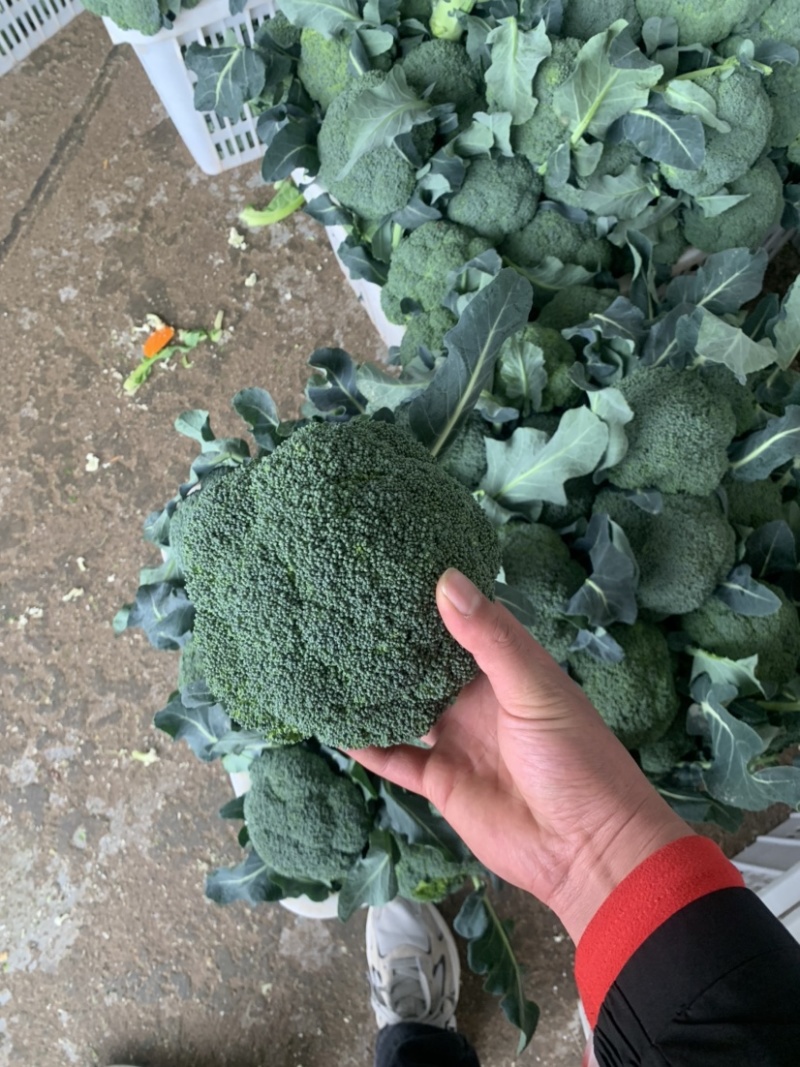 精品耐寒西兰花现货供应需要的老板请与我联系