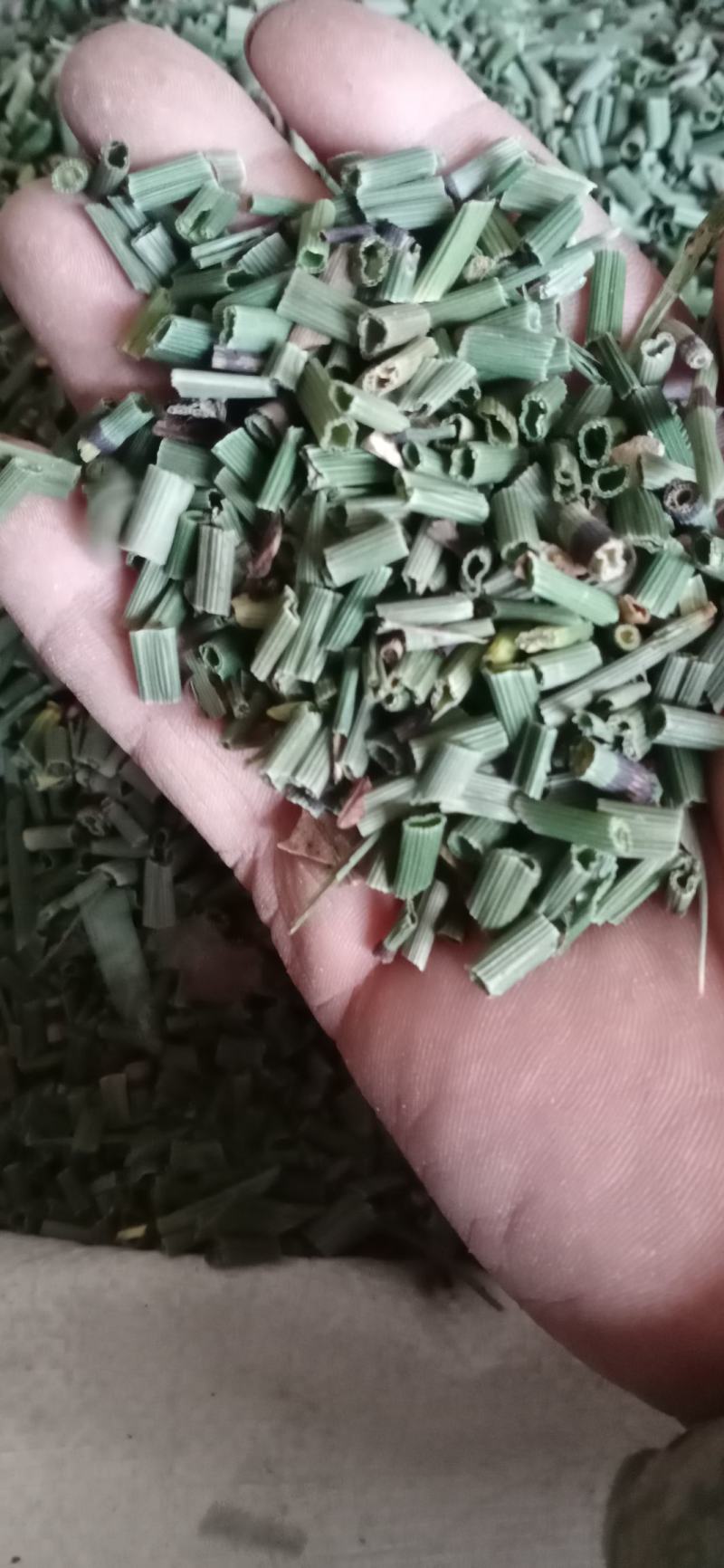 【木贼】产地东北一手货源大货供应规格齐全量大优惠。