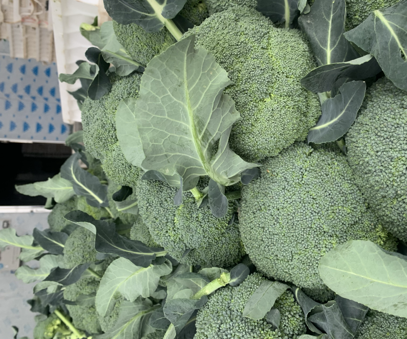 精品耐寒西兰花现货供应需要的老板请与我联系