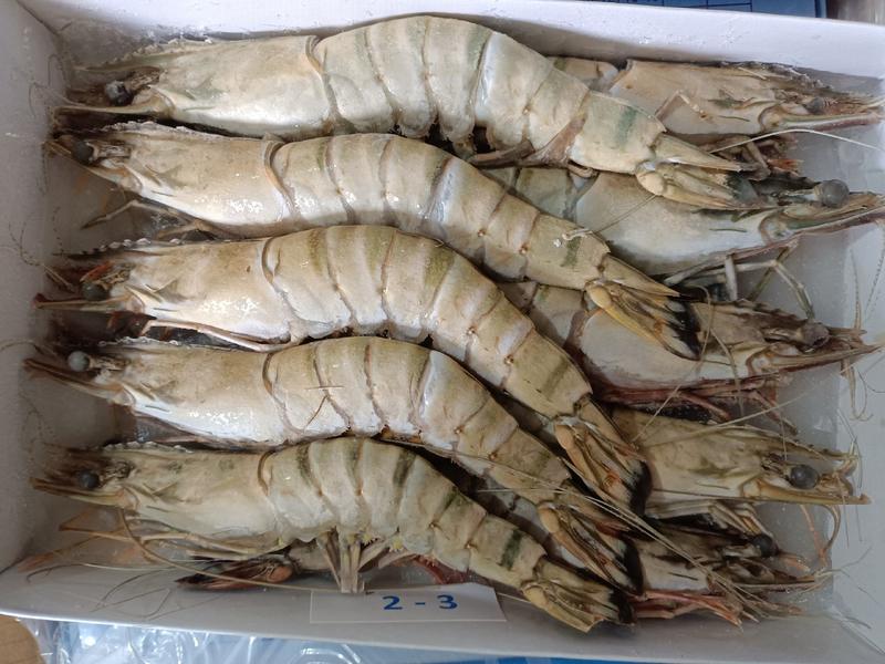 黑虎虾，天然黑虎虾，货源稳定，常年供应，可电话联系