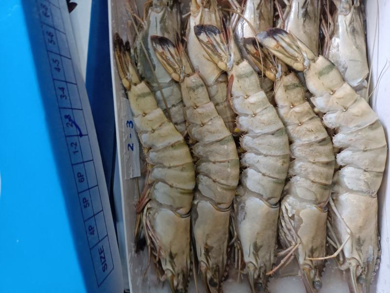 黑虎虾，天然黑虎虾，货源稳定，常年供应，可电话联系