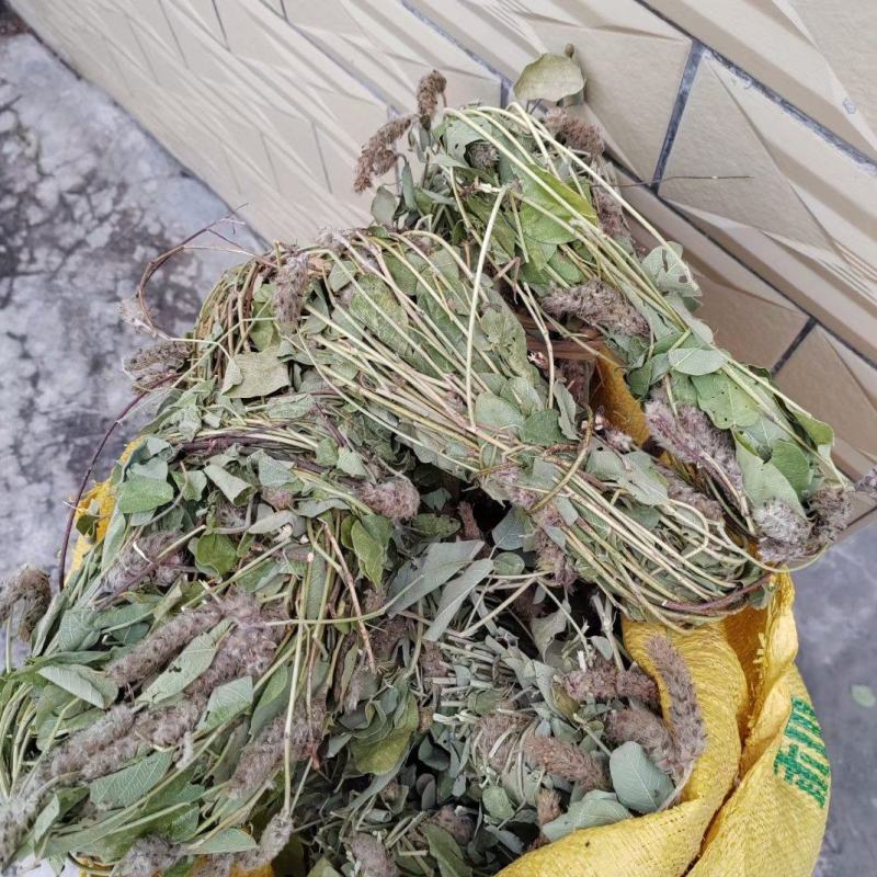 野生狸尾草，中药材
