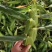 [优选]海南东方市水果玉米甜玉米鲜玉米大量