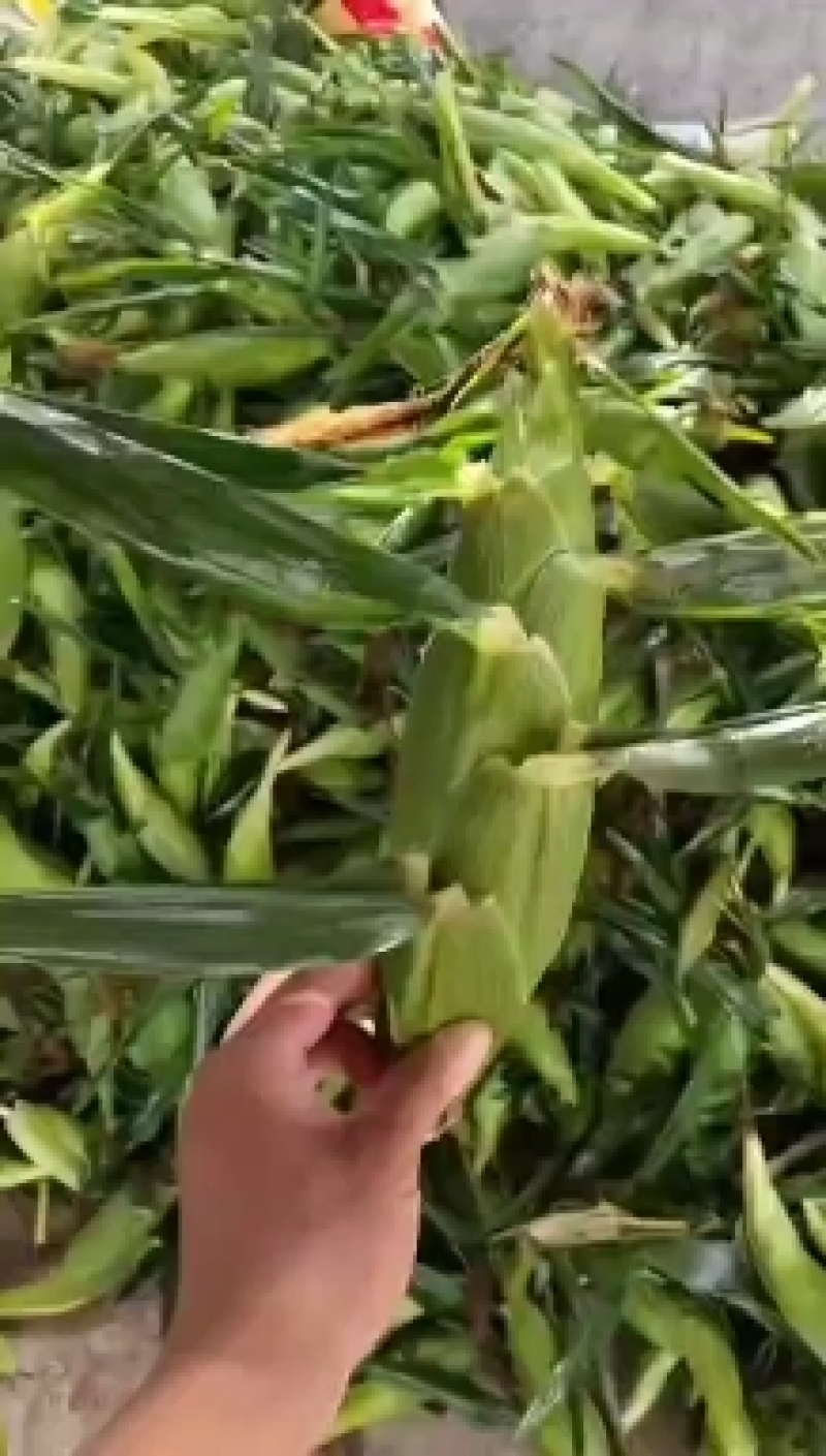 [优选]海南东方市水果玉米甜玉米鲜玉米大量
