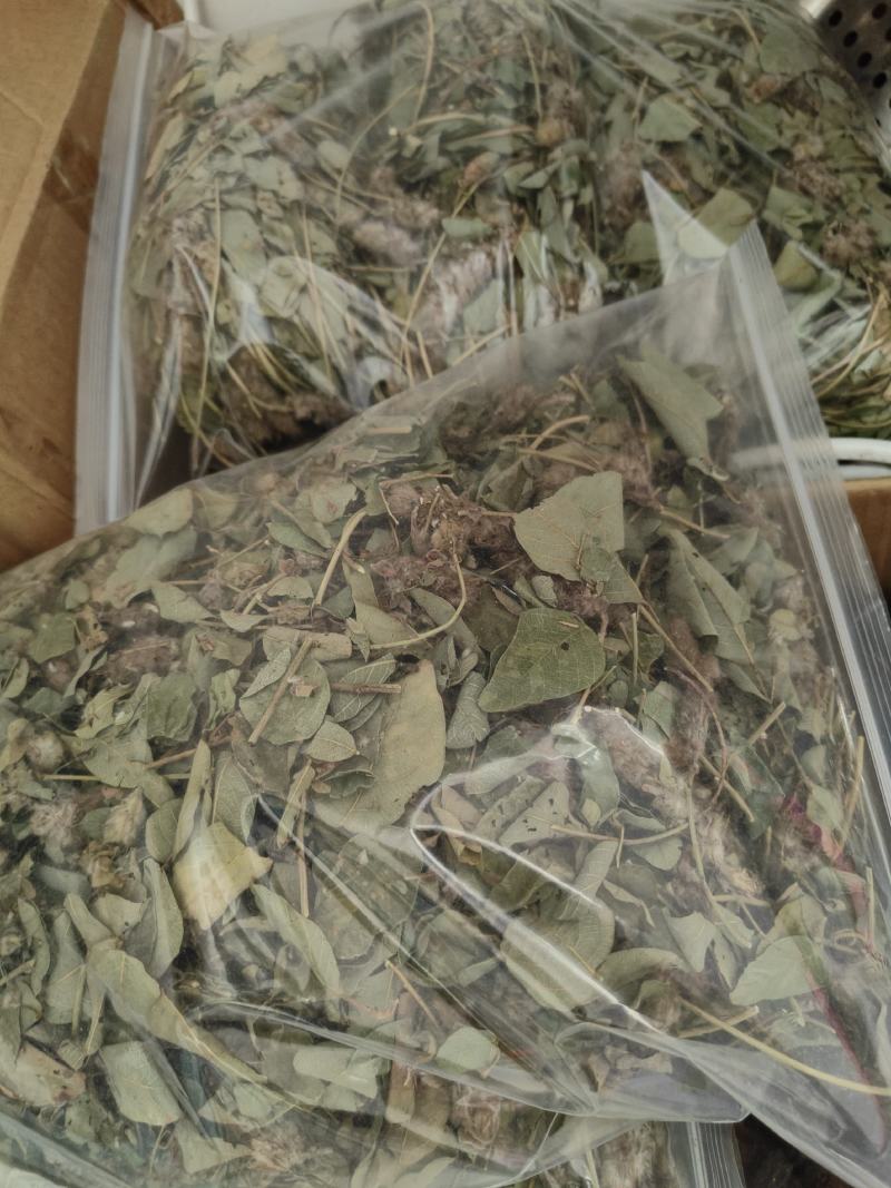 野生狸尾草，中药材